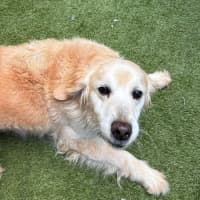 Photo of Misty