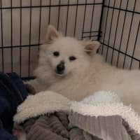 Photo of Wonton   10 Month Old Pomeranian X Spitz