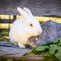 Photo of Alon (W Just Millie)