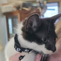 Photo of Lucky
