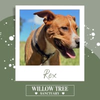 Photo of Rex