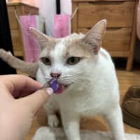 Photo of Latte