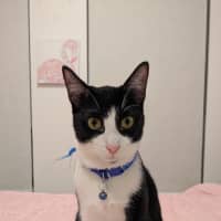 Photo of Rascal