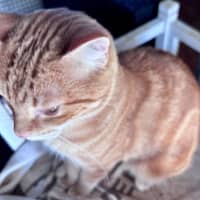 Photo of Amon 