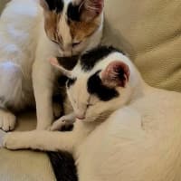 Photo of Nala And Zazu