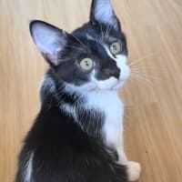 Photo of Percy