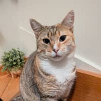 Photo of Tia Torrens