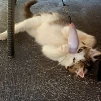 Photo of Biscuit