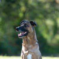 Photo of Fenrir
