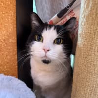 Photo of Pancake