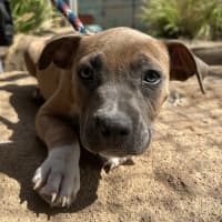 Photo of Aggie