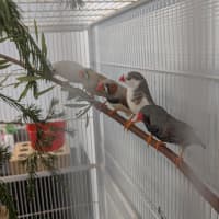 Photo of The Feathered Lucky Charms