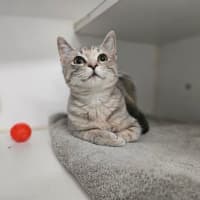 Photo of Misty
