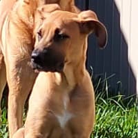 Photo of Pumpkin