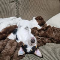 Photo of Speck