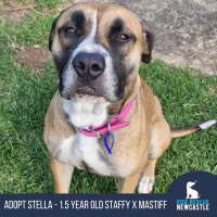 Photo of Stella   1.5 Year Old Staffy X Mastiff (On Trial)