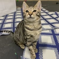 Photo of Strawberry