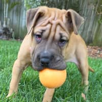 Photo of Bella
