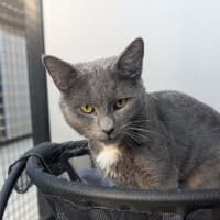 Photo of Oyster