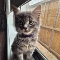 Photo of Misty