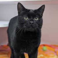 Photo of Pumpkin