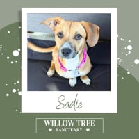 Photo of Sadie