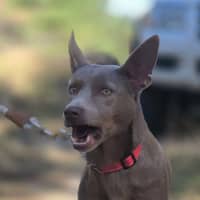 Photo of Althea