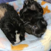 Photo of Fluffy Butt & Boji
