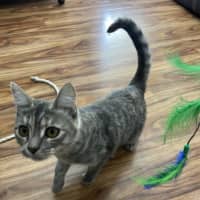 Photo of Rose   Now Available At Pe Tquarters Rutherford