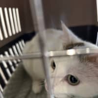 Photo of Lilly Pilly 