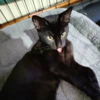 Photo of Rascal