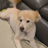 Photo of Ghost & Zeke   9&7 Yo Spitz & Dachshund