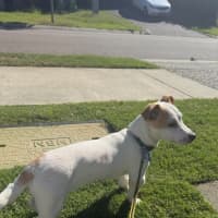 Photo of Woody
