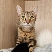 Photo of C1381 Holly