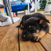 Photo of Dusty   7 Week Old Cattle Dog X Kelpie
