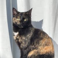 Photo of Heidi Meet Me At Petstock Chelsea Store