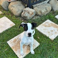 Photo of Lolly (P15)