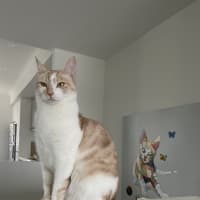 Photo of Freja