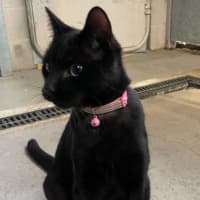 Photo of Bagel