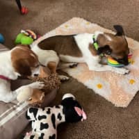 Photo of (Dot &) Dash