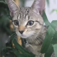 Photo of Mist   Ringworm Special $49