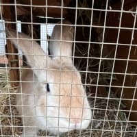 Photo of Ranger