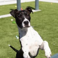 Photo of Rover
