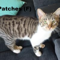 Photo of Patches