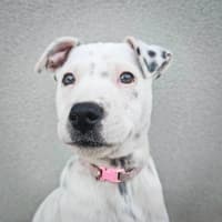 Photo of Stella