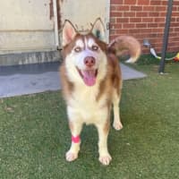 Photo of Loki