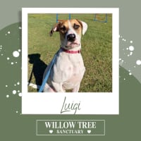 Photo of Luigi