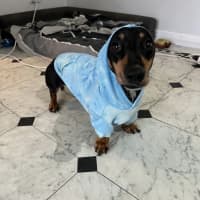 Photo of Scooby   4 Year Old Miniature Dachshund