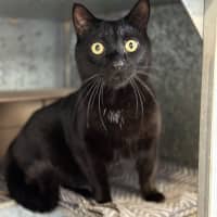 Photo of Loki