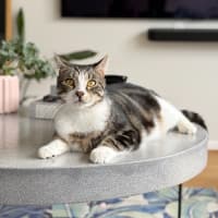 Photo of Tiramisu   Meet Me @ Petstock Prahran!